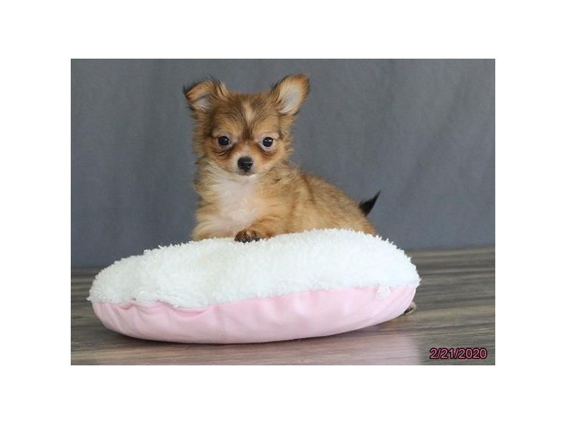 Chihuahua