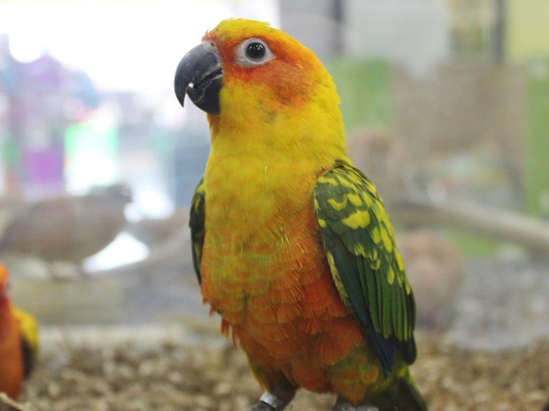 Sun Conure