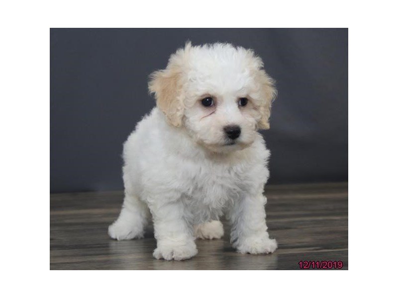 Bichon Frise