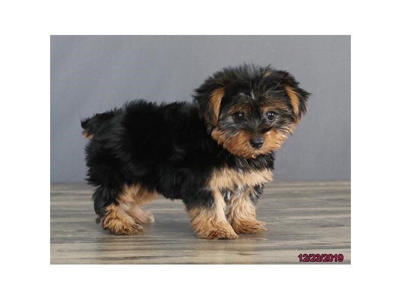 Yorkshire Terrier