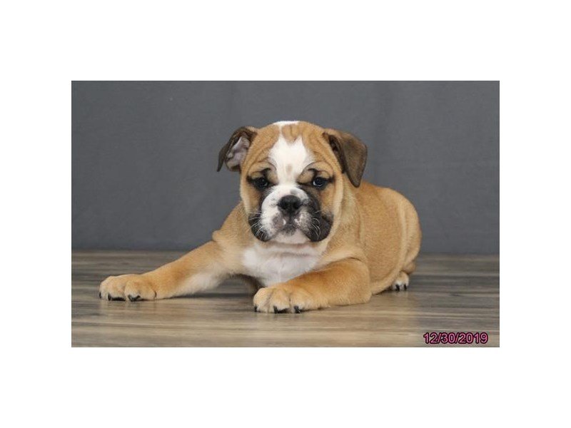 English Bulldog