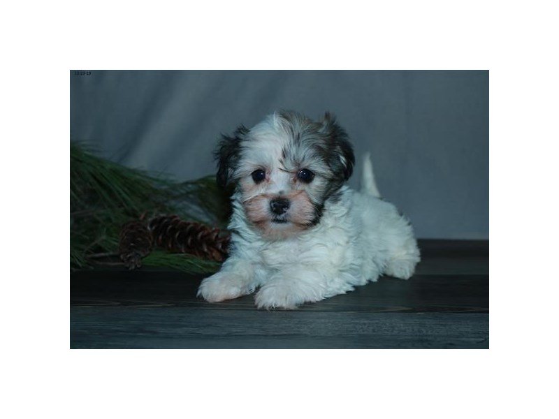 Havanese