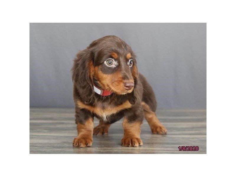 Dachshund