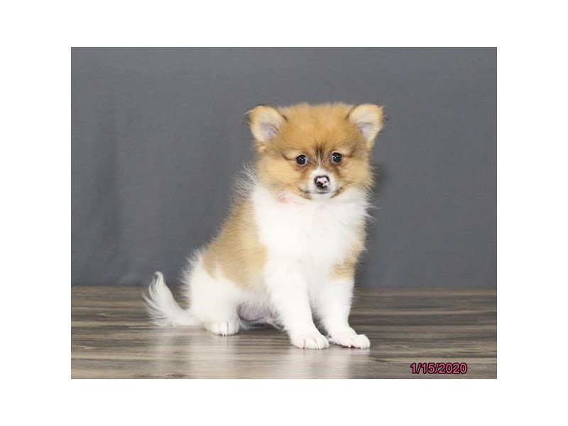 Pomeranian