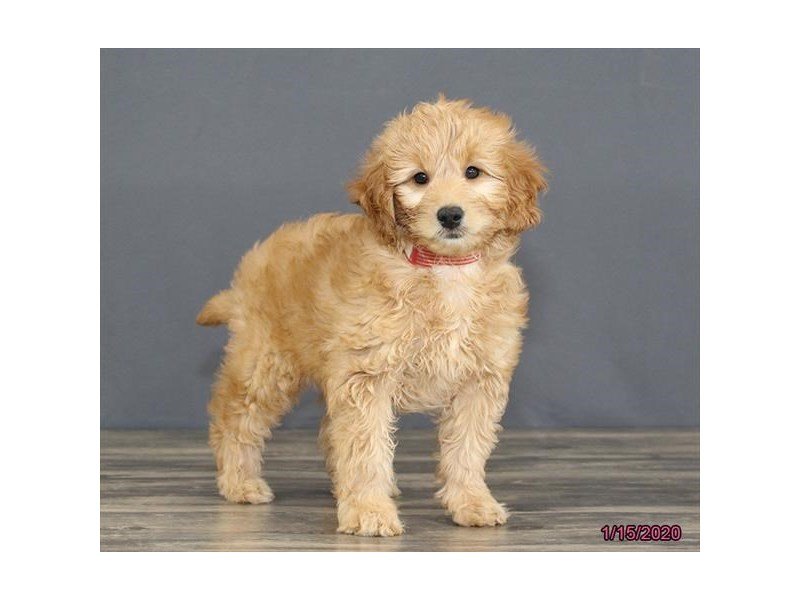 Mini Goldendoodle