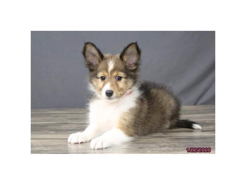 Shetland Sheepdog