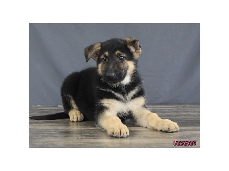 German Shepherd Dog