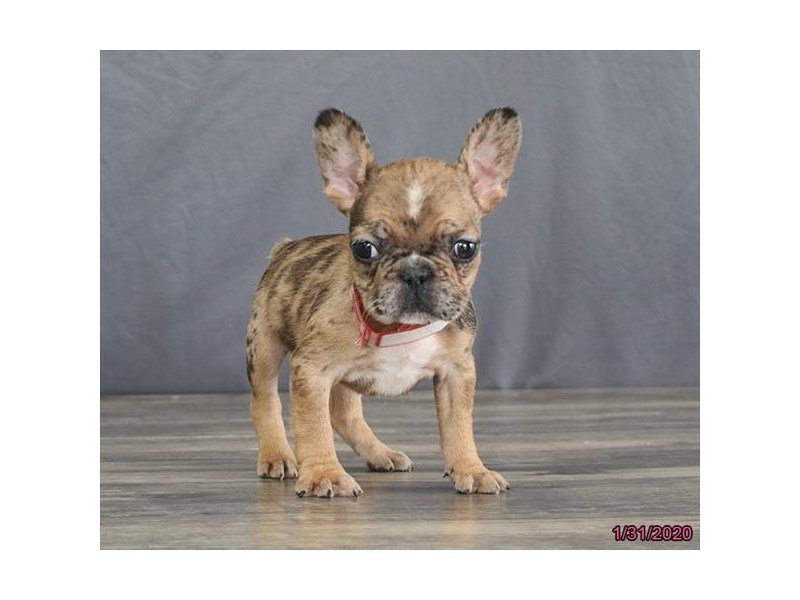 French Bulldog