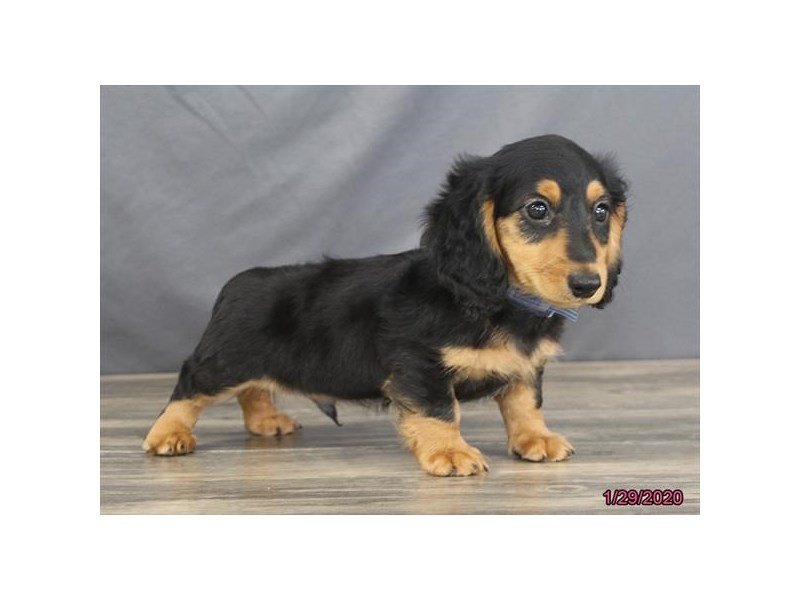 Dachshund