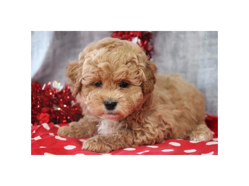 Poodle/Shih Tzu