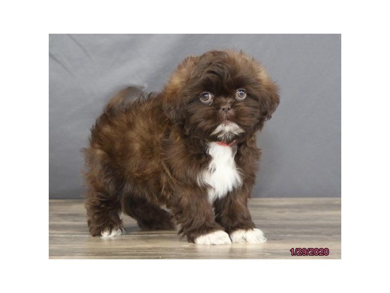Shih Tzu