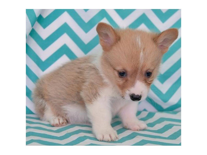 Pembroke Welsh Corgi