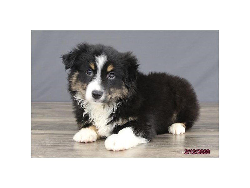 Miniature Australian Shepherd