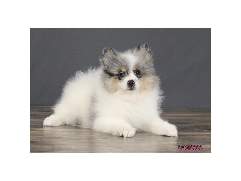 Pomeranian