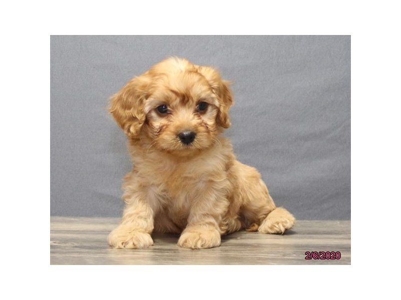 Cavapoo