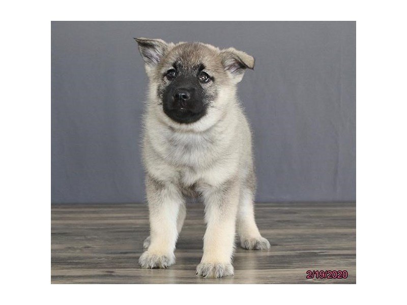 Norwegian Elkhound