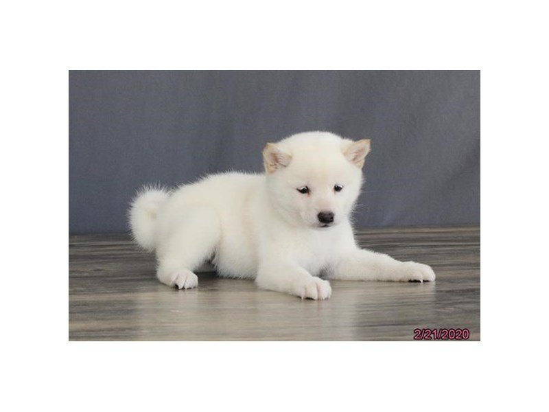 Shiba Inu