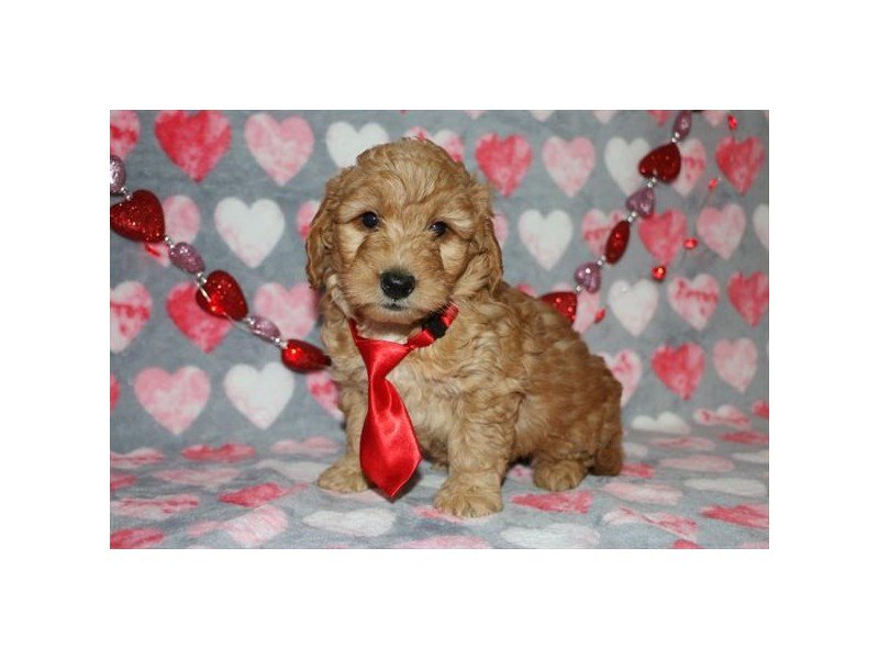 Mini Goldendoodle