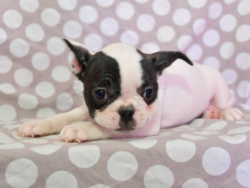 French Bulldog