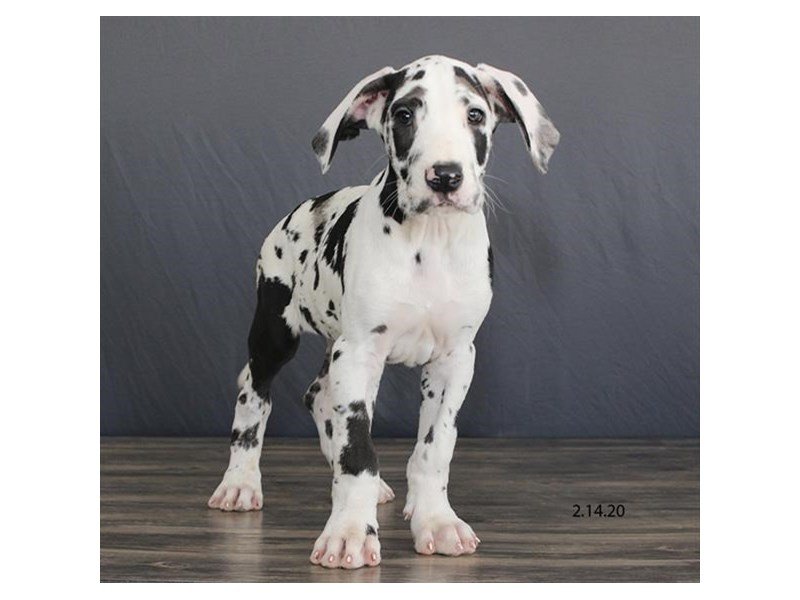 Great Dane