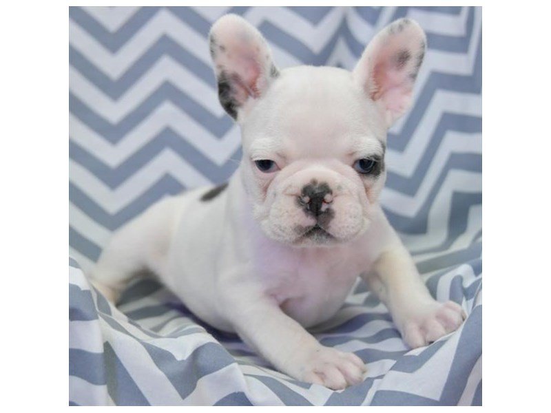 French Bulldog