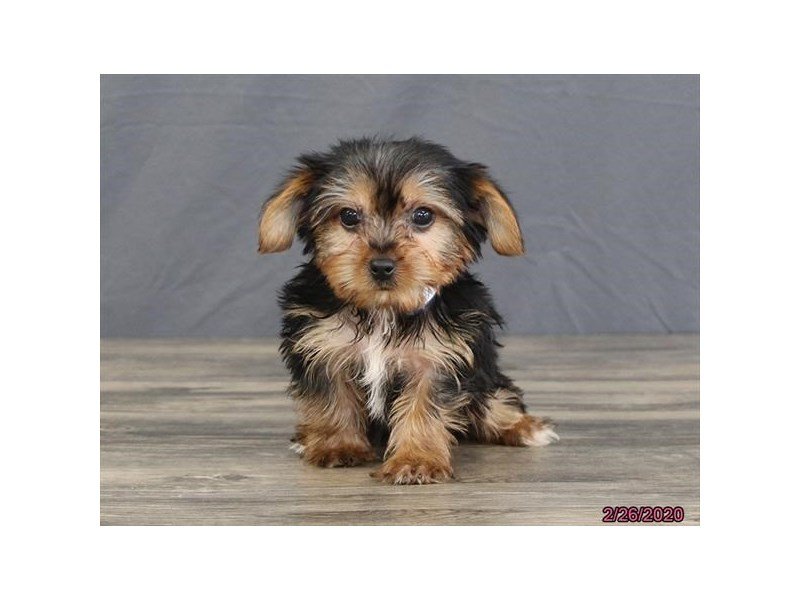 Yorkshire Terrier