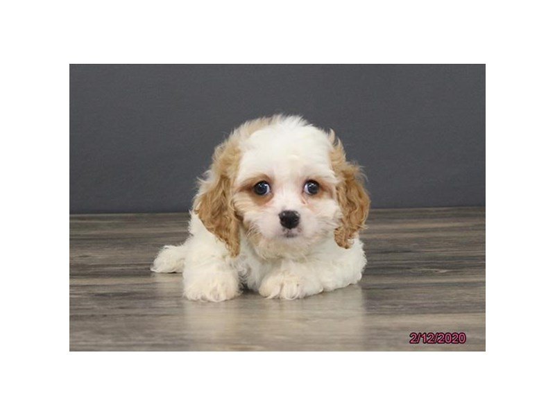 Cavachon