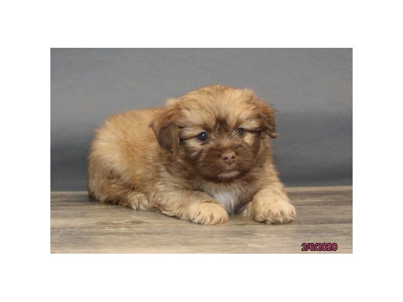 Shih Tzu/Pomeranian