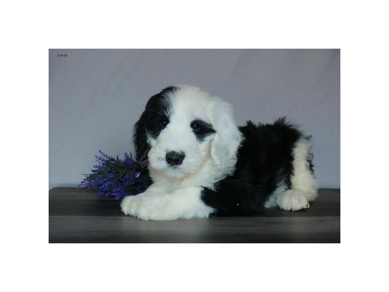 Old English Sheepdog/Poodle