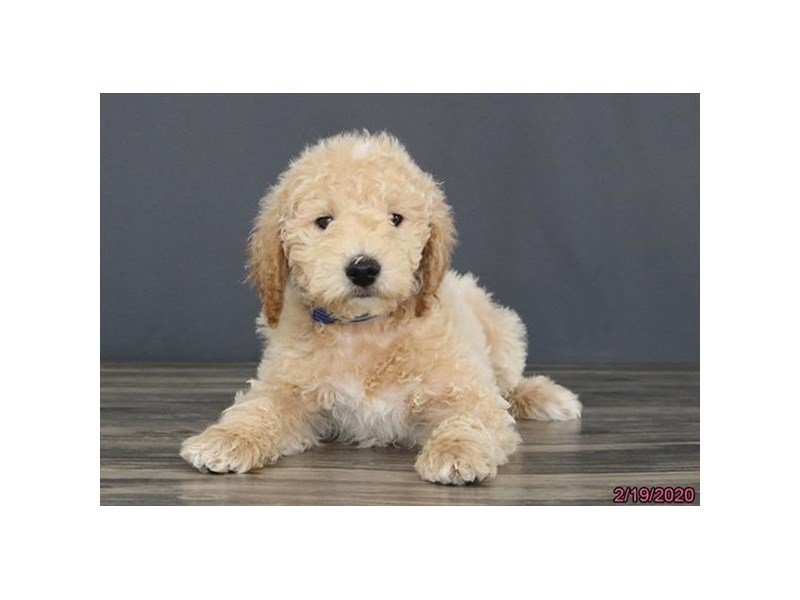 Goldendoodle Mini 2nd Gen