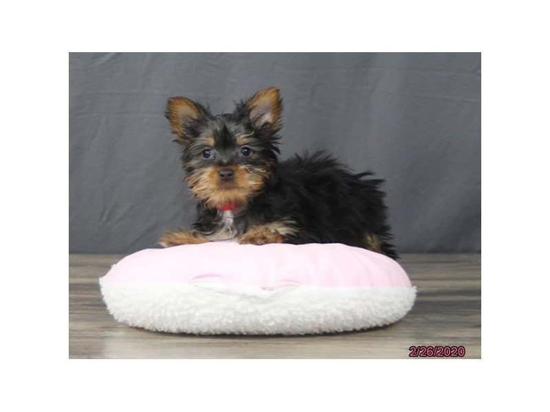 Silky Terrier