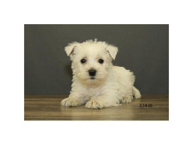 West Highland White Terrier
