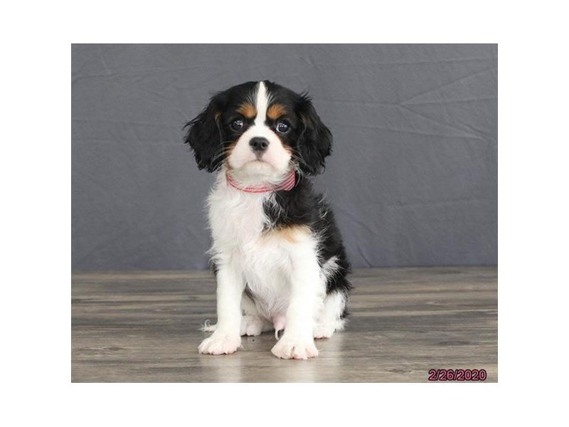 Cavalier King Charles Spaniel
