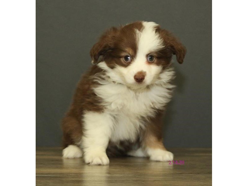 Miniature Australian Shepherd
