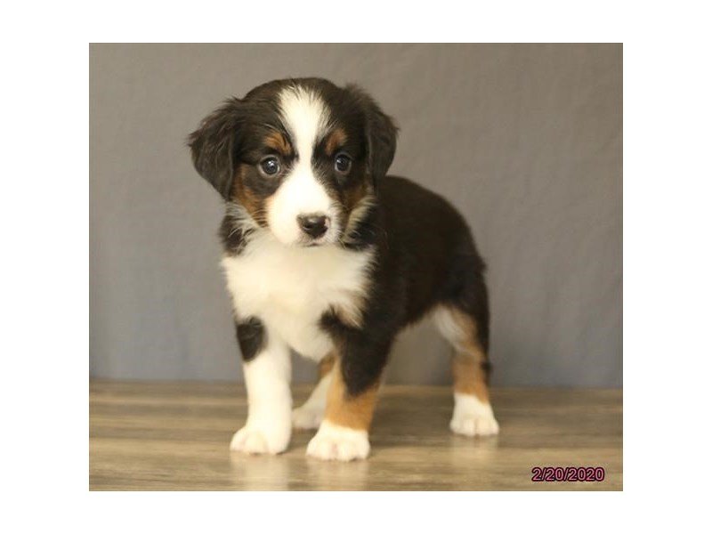 Miniature American Shepherd