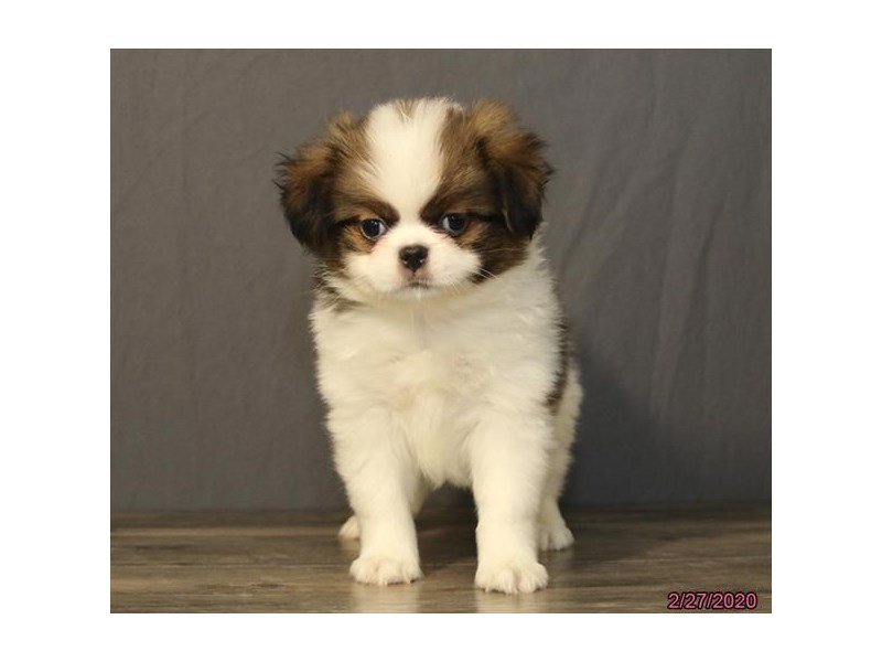 japanese spaniel puppies for sale