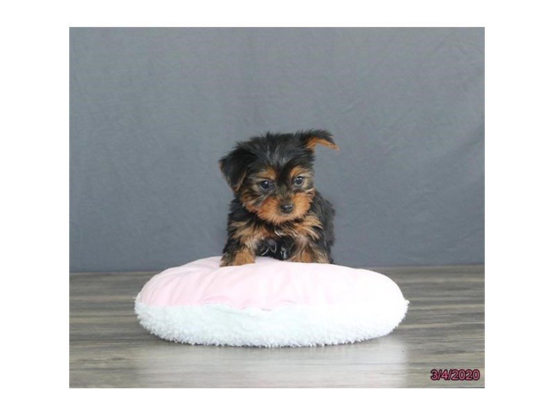 Yorkshire Terrier