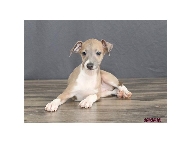 Italian Greyhound