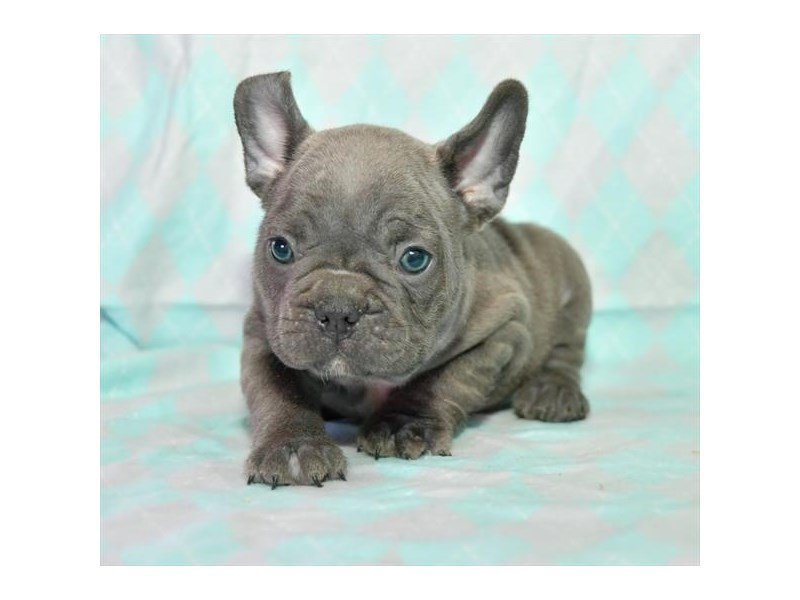 French Bulldog