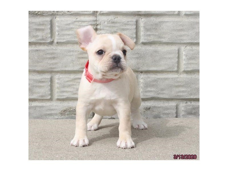 French Bulldog