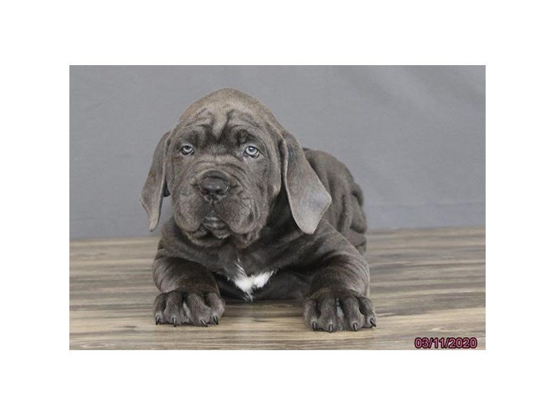 Cane Corso Puppies - Petland Carriage Place