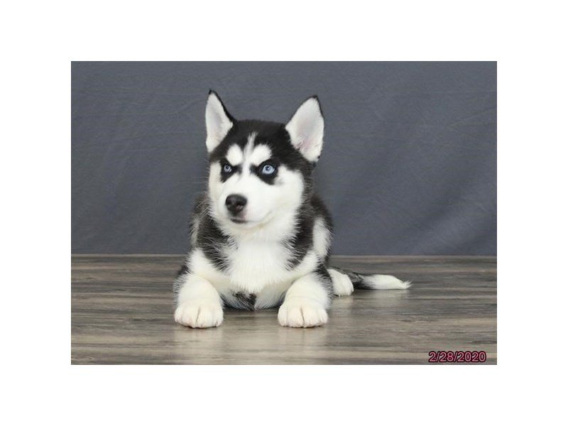 Siberian Husky