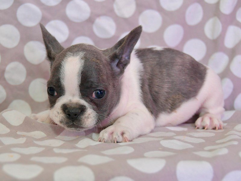 French Bulldog