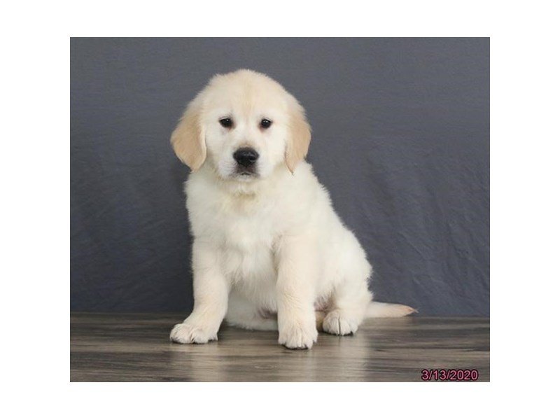 Golden Retriever