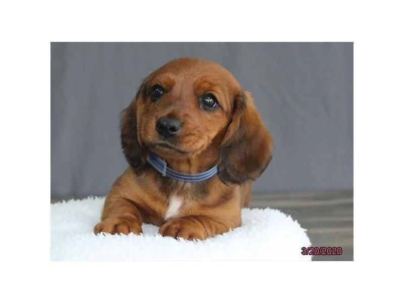 Dachshund