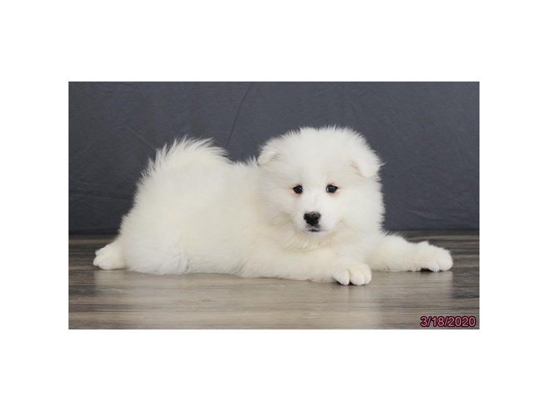 Samoyed