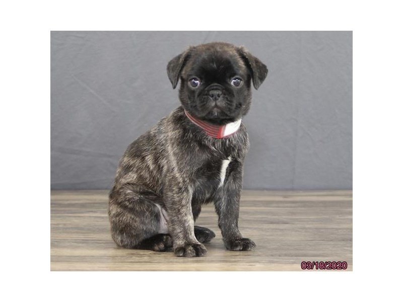 PugDOGMaleBlack Brindle2661363Petland Columbus, Ohio
