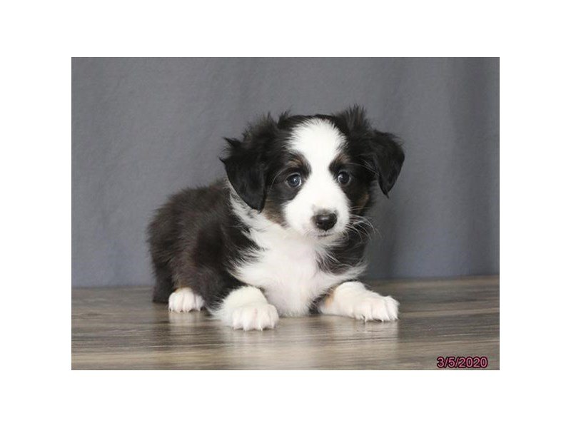 Miniature Australian Shepherd