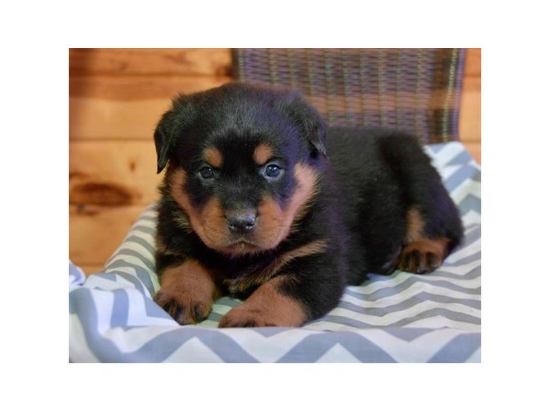 Rottweiler