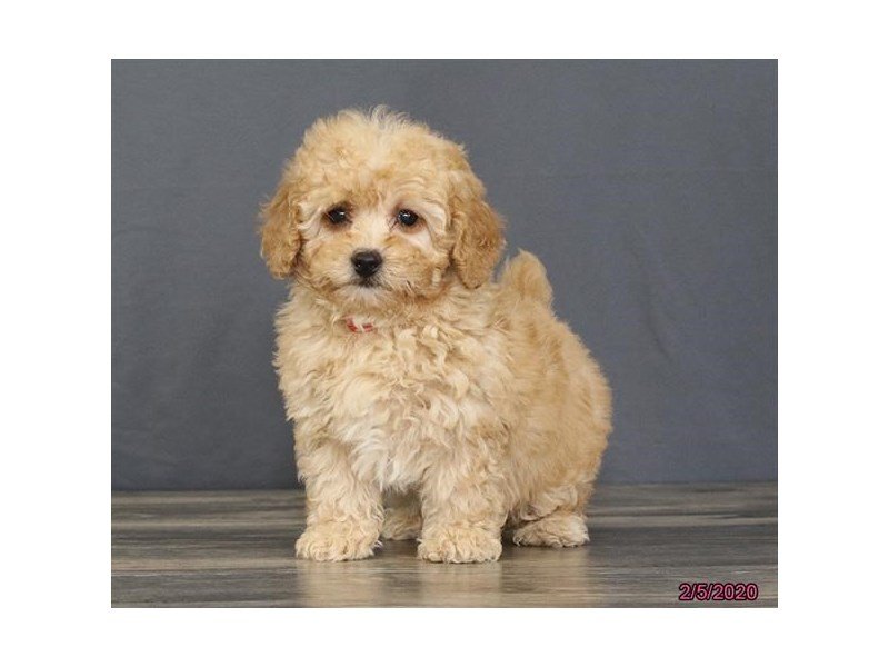 Poodle